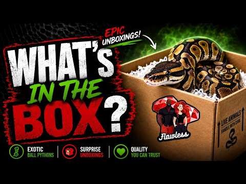 What’s In The Box?! EPIC Ball Python Hatchlings + Birth Defects 😳