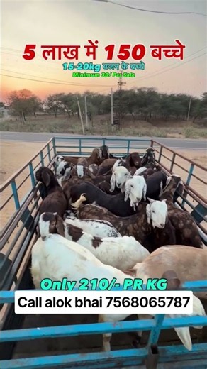 🐐 AHK Goat Farm – 7568065787 #goatsupplier #bakripalankesekre #goatworld #bakramandi # #goat