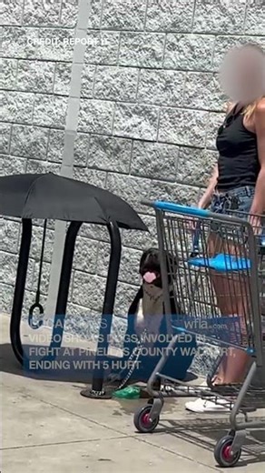 Video Shows Dogs Involved in Fight at Pinellas County Walmart, Ending With 5 Hurt