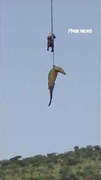 Officials airlift crocodile suspected of EATING missing man #foxnews #news #shorts #animals #africa