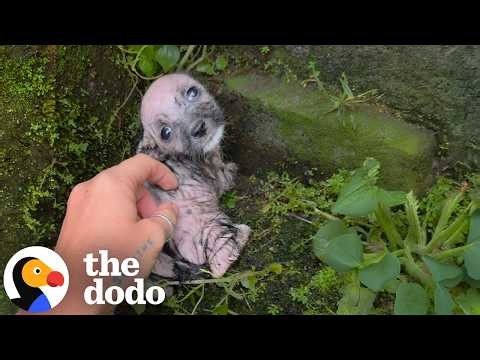 Tiny Puppy Was Too Cold To Move, Then Her Tail Started Wagging | The Dodo