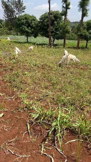 Goats farming | Farm With Fred