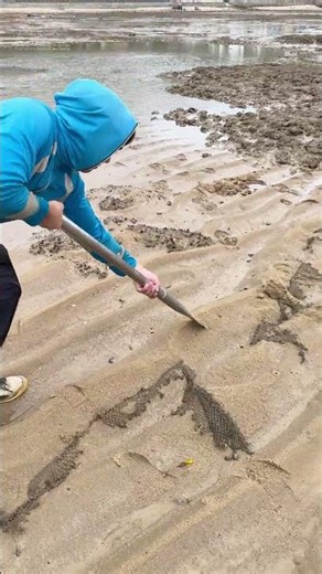 Sand durchdringen: Wie ein Spezialwerkzeug Meeresbewohner ans Licht bringt