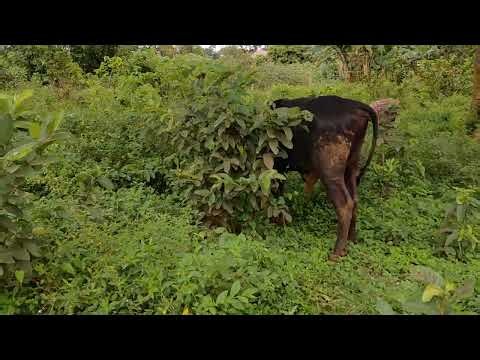 Unruly African Bull Goes Out of Control!