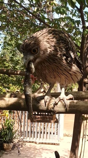 Owl Eating fish #Hawk #Eagle #Owl #Wildlife #Animal #EagleHawkOwl hawk vs snake, Owl vs snake fight,