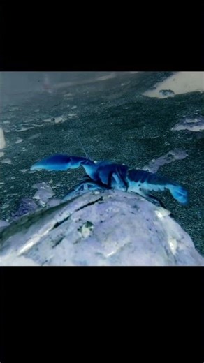 Quand les cellules ont créé les premiers organismes #biologie #science #evolution #animaux