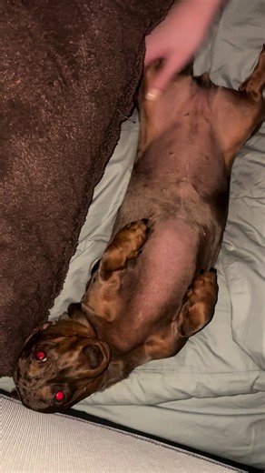Winnie being cheeky while Penny stays calm — funny dog moments