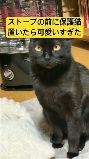 【バズ動画】極上の暖かさを発見！ストーブの前で前足を揃えてジーッと佇む黒猫ｗｗ