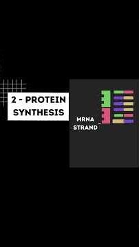 Protein Synthesis Biology Presentation With Ordering Activity (Instagram Reel)12344567