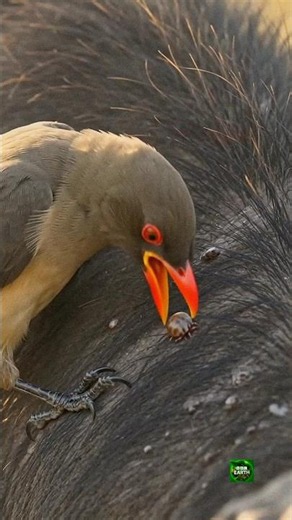 "Oxpecker Birds vs 1000s of Ticks | Buffalo's Tiny Army of Cleaners | BBC Earth Style"