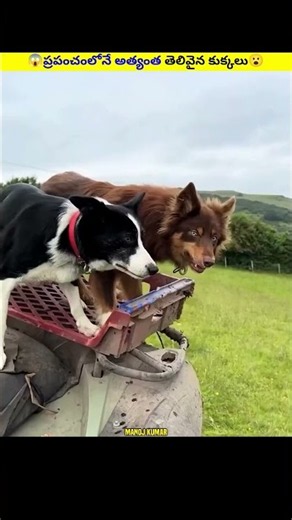 How Just Two Dogs Control Hundreds of Sheep: The Amazing Intelligence of Border Collies😱😮