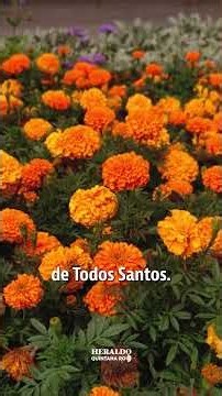 ¿Existe el "airecito de Todos Santos"? La verdad sobre el viento de Día de Muertos