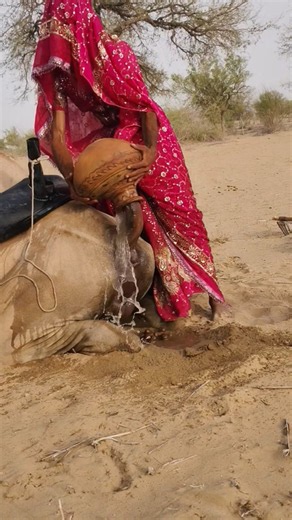 امرأة شجاعة تعالج جملاً مريضاً وحدهاعلاج شعبي غريب باستخدام الماء والإناءمشاهد مدهشة من صحراء ثار!