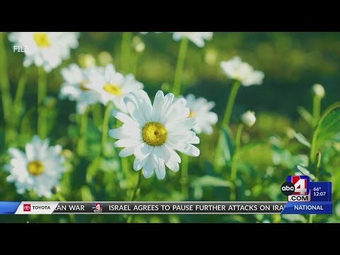 Warm weather and spring allergies