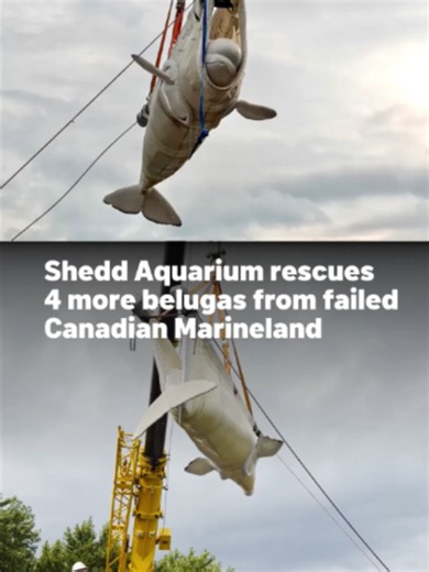 Four more beluga whales swam into their new home at Chicago's Shedd Aquarium on Thursday after an