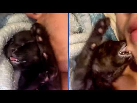 My Kitten Finally Found Her Meow 😍| BEST KITTEN VIDEOS