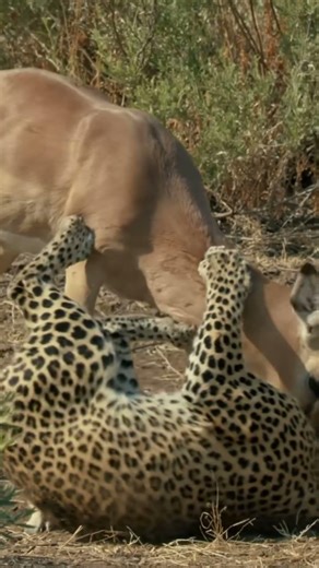 Life of Leopard | The leopard hunt was truly dramatic!