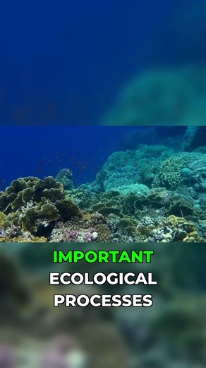 This Whale Function Saves Entire Ecosystems #ocean #marine #facts