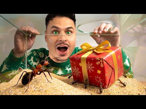 Nowy DOM dla MRÓWEK! Dostały Świąteczny prezent! 🎁 