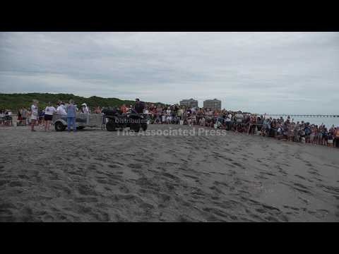 Jurassic the green sea turtle returns to the Atlantic Ocean with tracker