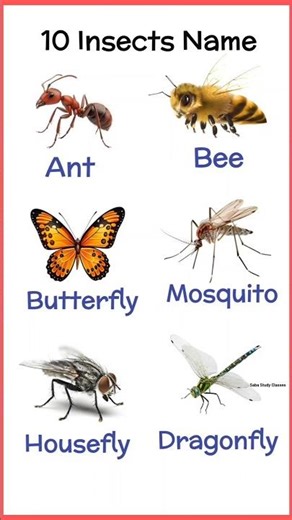 10 Insects Name in Hindi and English | Kids Learning #insectsname #shorts #viral