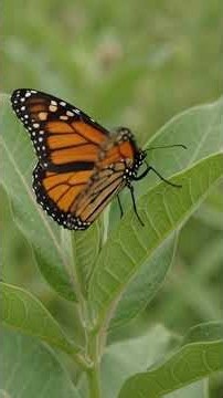 The Complete Monarch Butterfly Life Cycle: Egg to Migration (4K Documentary) #MonarchButterfly