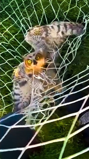 Officers Rescue Big Owl Tangled in Net ❤️👏