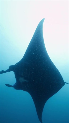 The Intelligence of Manta Rays