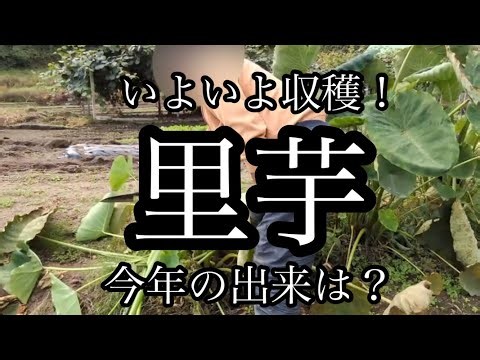 【里芋の収穫】いよいよ本番！育った里芋を掘り起こす！【じいじの畑】