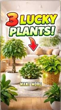 3 Lucky plants in beautiful Living room space #houseplants #flower #plants