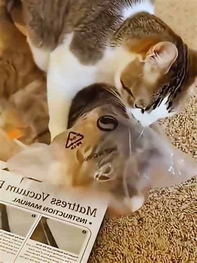 Funny Cat Fight Gets Intense 😂