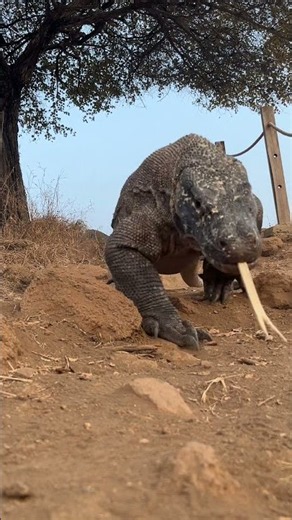 A Komodo dragon with a fierce face