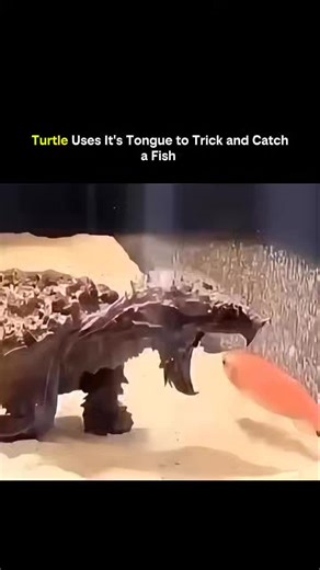 KNOWLEDGE MATRIX on Instagram: "This video shows how some turtles use their tongues as a hunting tool to catch fish. By wiggling a worm-like tip inside their mouth, they create a visual lure that tricks curious prey into coming closer. When the fish strikes, the turtle snaps its jaws shut in milliseconds. This strategy is a form of aggressive mimicry, where a predator imitates something harmless to gain an advantage. It’s a brilliant example of evolution shaping behavior—turning deception into a