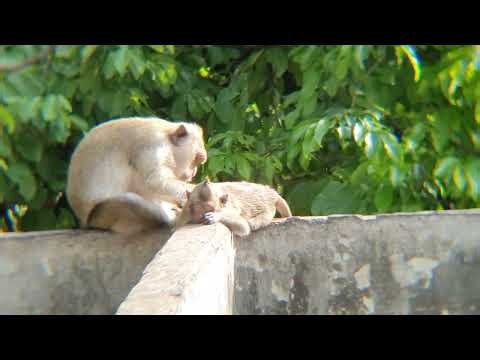 Real Jungle Life Nature of Wild Monkeys #forest #monkey #animals #monkey #4k #4kvideo #mountain #4k