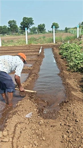 Farming work #agriculture #khetiwadi #shorts