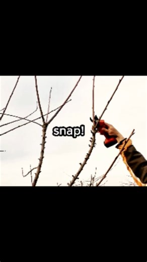 Sound ON 🔊✂️🌳 #shorts #trees #asmr #satisfying #fyp #viral