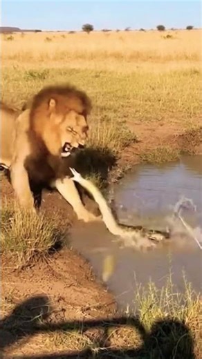 Rare Wildlife Moment - Python Attacks a Lion While Drinking Water #shorts #lion #wildlife #ytshorts