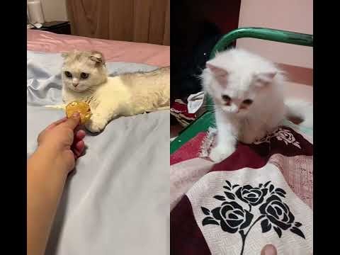 Cat Thought Her Best Friend Died😿❤️