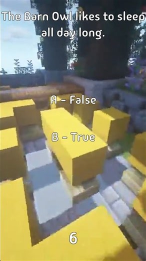 The Barn Owl likes to sleep all day long.