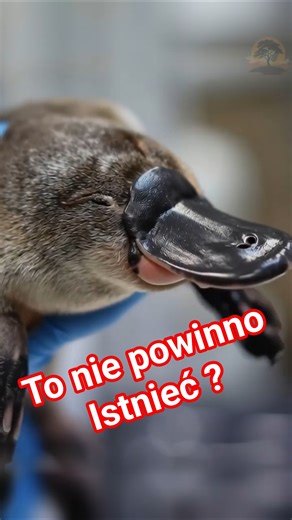 Dziobak wygląda absurdalnie, ale jest jednym z najważniejszych gatunków dla nauki!