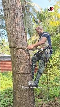 "Spike ഉപയോഗിച്ച് കയറുമ്പോൾ ഇവ ശ്രദ്ധിക്കുക" 💢 | Tree climbing spike | Village woodpecker