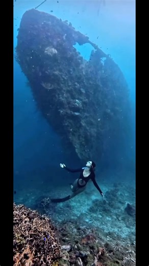 Shipwreck Freediving #shorts #freediver #trending