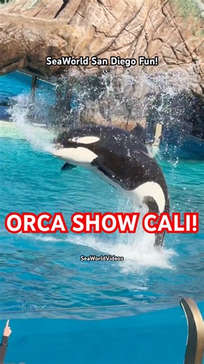 Orca Encounter California Shows Out!🔥🐳 #seaworld #orcas #cuteanimals #animals #shortsvideo #fyp