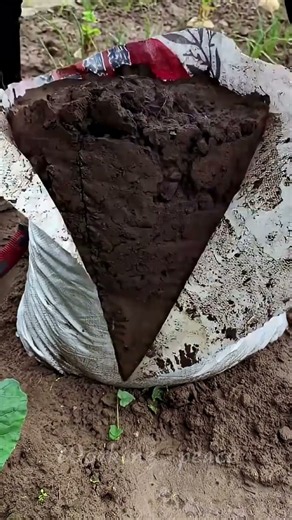 袋栽培でサツマイモを育てる方法