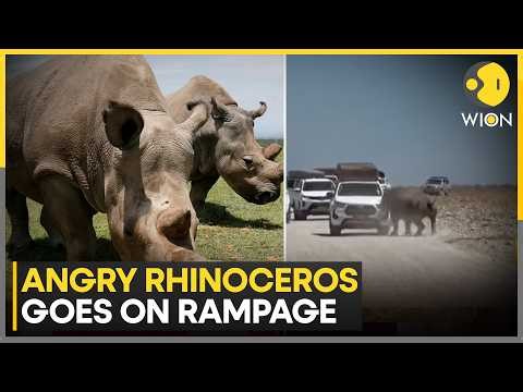 Rhino Charges Tourist SUV In Namibia | WION News