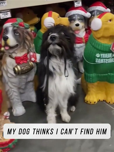 Prank Dogs #PetsOfTikTok #dogsoftiktok #animals #funnyanimals #funnyvideos