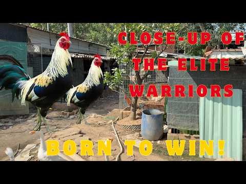 Tour of Nhu Truong Farm | How They Raise Champion Gamefowl