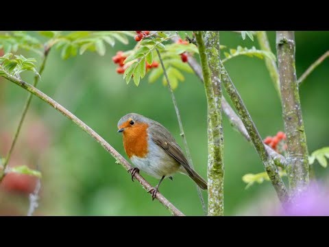 A Robin Family Singing in the Woods 🐦🌿