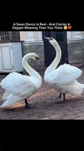 A Swan Dance Is Real - And Carries A Depper Meaning Than You Think 🥹❤️