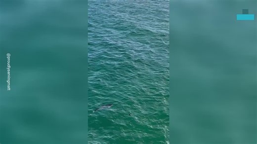 Exciting Rescue of a Great White Shark